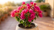 Bougainvillier Mini Tha� (Bougainvillea x hybrida) : la floraison rose sans �pines