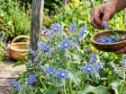 Bourrache officinale : cette fleur bleue du potager au go�t surprenant d'hu�tre