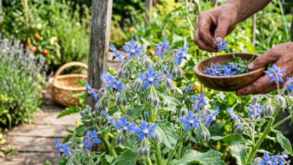 Bourrache officinale : cette fleur bleue du potager au go�t surprenant d'hu�tre