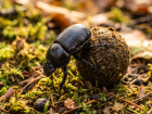 Les bousiers en France : esp�ces communes de col�opt�res coprophages et r�le �cologique