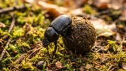 Les bousiers en France : esp�ces communes de col�opt�res coprophages et r�le �cologique