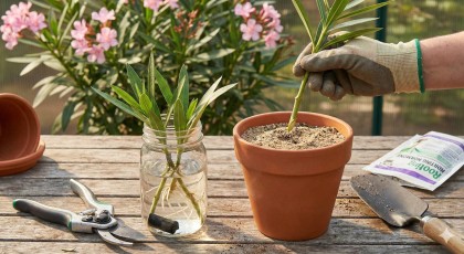 Le bouturage du Laurier-rose, comment le multiplier � l'infini