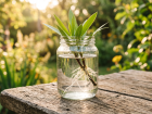 Bouturage dans l'eau : technique, plantes compatibles et �tapes