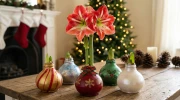 Amaryllis dans la cire : le guide complet pour faire fleurir ce bulbe magique sans terre ni eau