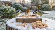 Un aliment oubli�, bourr� d'�nergie, fait des miracles pour la survie des oiseaux pendant les froids extr�mes