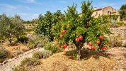 Canicule : quels sont les seuls fruitiers qui r�sistent vraiment ?