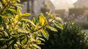 Je vous montre comment j'ai cr�� une haie fleurie et opaque dans mon jardin