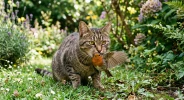 St�rilisation des chats : comment sauver 75 millions d'oiseaux ?