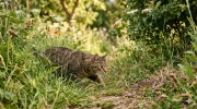 Bien nourri mais toujours � l'aff�t : pourquoi votre chat chasse-t-il ?