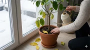 Votre citronnier en pot perd ses feuilles ? L'erreur d'arrosage que tout le monde fait en hiver et comment la corriger tout de suite
