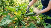 Courgettes : le geste presque contradictoire qui permet de stimuler la fructification de vos plants cet �t�