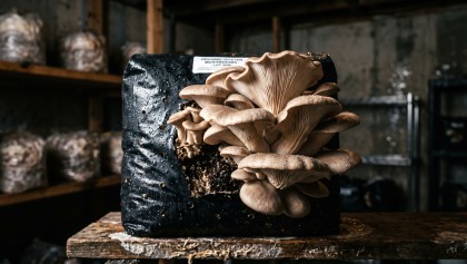 Cultiver des champignons en cave : la m�thode ultra-simple pour d�buter