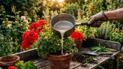 Eau de cuisson pour g�raniums : un engrais naturel et gratuit