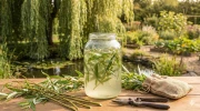 L'eau de saule : la "potion magique" gratuite pour ne pas rater vos boutures