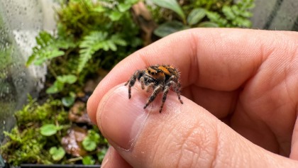 �lever une araign�e : est-il vraiment possible de l'apprivoiser ?