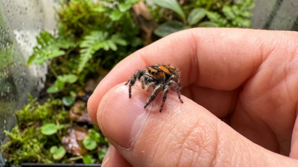 Une araign�e sauteuse, Phidippus regius cohabitant avec l'humain