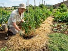 Quelle �paisseur de paillis pour ses l�gumes pour les prot�ger de la s�cheresse