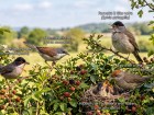 Fauvettes en France : identifier et aider ces petits oiseaux de nos jardins