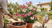 Fertiliser le laurier-rose : le guide pratique pour une belle floraison