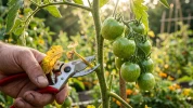 Fin juillet : la r�gle des 3 feuilles � couper au bas de vos tomates pour acc�l�rer le m�rissement