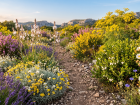 Ces fleurs embl�matiques qui colorent la garrigue proven�ale au fil des saisons