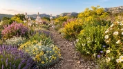 Ces fleurs embl�matiques qui colorent la garrigue proven�ale au fil des saisons