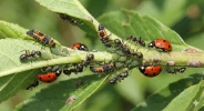 Game of thrones au jardin : fourmis, pucerons et coccinelles