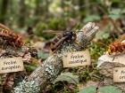 Frelon asiatique, europ�en ou oriental : savoir les identifier et bien r�agir