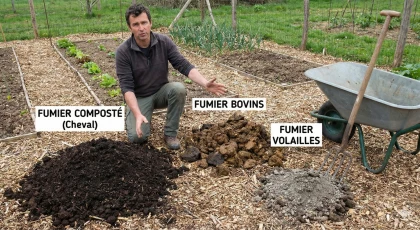 Fumier de cheval, vache ou poule : lequel choisir pour votre jardin ?