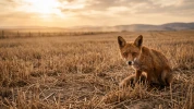 Le gouvernement publie l'arr�t� ESOD d'ao�t 2026 : renards et martres de nouveau vis�s