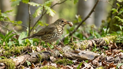 Grive musicienne au jardin : un oiseau discret qui d�barrasse votre potager des escargots