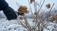 En hiver, un faux r�flexe de jardinier peut ruiner vos hortensias sans que vous ne vous en rendiez compte