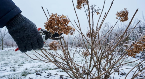 Hortensia fan� tenu � la main en hiver, bourgeons floraux expos�s au froid et au gel en janvier