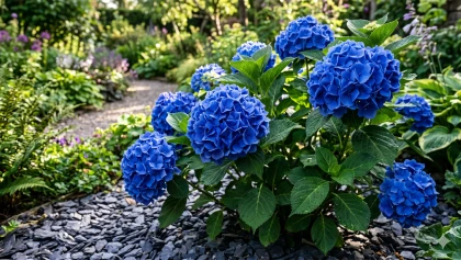 Hortensia bleu ou rose : comprendre le r�le du pH du sol