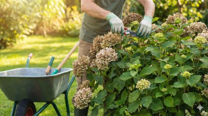 Taille des hortensias : la m�thode pour garantir une floraison g�n�reuse
