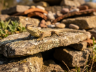Cr�er un h�tel � l�zards : un petit am�nagement de pierres s�ches pour attirer les pr�dateurs au jardin