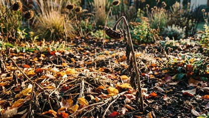 Jardinage d'automne : pourquoi adopter la m�thode du No Clean-Up