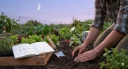 Jardiner avec la Lune en 2026 : le guide simple pour booster vos r�coltes et tenter l'exp�rience au potager