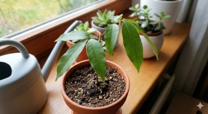 Ne jetez plus vos noyaux de litchis : transformez-les en une superbe plante d'int�rieur