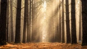 Landes de Gascogne : pourquoi tous ces pins sont-ils parfaitement align�s ?