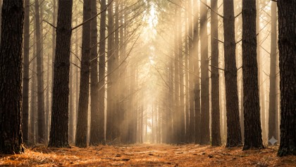 Landes de Gascogne : pourquoi tous ces pins sont-ils parfaitement align�s ?
