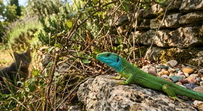 Le l�zard vert : un joyau �meraude indispensable au jardin