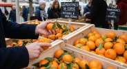 Mandarine ou cl�mentine : les vraies diff�rences pour ne plus vous tromper et choisir les plus sucr�es