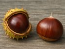 Quelle est la diffrence entre marron et chtaigne?