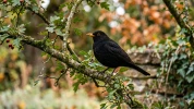 Le merle noir : un passereau discret qui nettoie le sol de votre potager