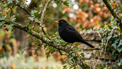 Le merle noir : un passereau discret qui nettoie le sol de votre potager