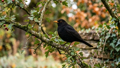 Le merle noir : un passereau discret qui nettoie le sol de votre potager