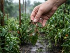Mildiou de la tomate : les rem�des naturels contre les attaques de mildiou apr�s les pluies
