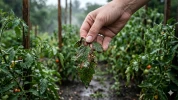 Mildiou de la tomate : les rem�des naturels contre les attaques de mildiou apr�s les pluies