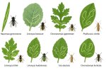 Mineuses, identifier et combattre les mineuses au jardin